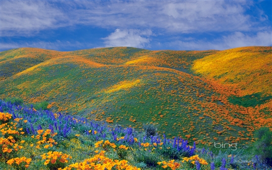 ���أ�����Windows 7 Bing�ٷ�����